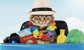 Quand un chat parle …